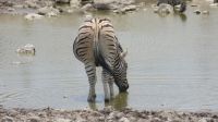 Zebra gefährlich