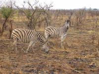 Zebra im Krüger NP