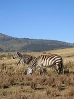 Zebras am Ngorogoro Krater