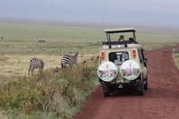 Zebras im Ngorongoro Crater