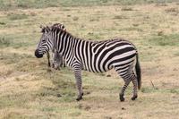 Zebras im Ngorongoro Crater