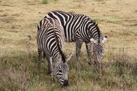 Zebras im Ngorongoro Crater