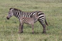 Zebras im Ngorongoro Crater