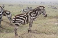 Zebras in der Serengeti