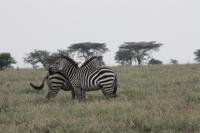 Zebras in der Serengeti