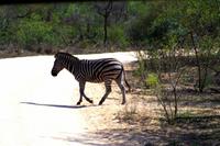 Zebrastreifen