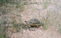 auch unterwegs in Namibia