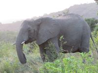 cooler Elefant