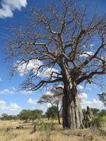 der Tarangire Nationalpark ist unter anderem für seine Baobabbäume bekannt