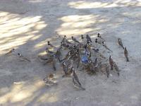 durstige Vögel