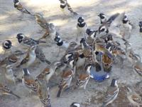 durstige Vögel