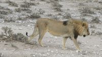 erster Löwe im Etosha