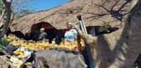 frische Ananas in St. Lucia