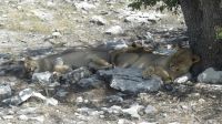 im Etosha NP
