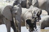 im Etosha NP