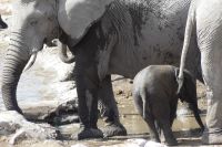 im Etosha NP
