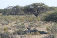im Etosha NP