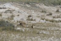 im Etosha NP