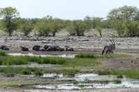 im Etosha NP
