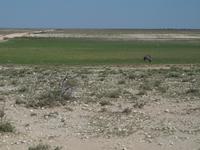 im Etosha Nationalpark