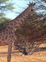 im Intu Afrika Kalahari Reservat - Giraffe