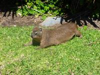 niedliches Tierchen