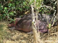 schlafende Hippos
