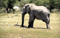 schwerer Dickhäuter (Etosha-NP)