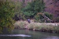 und die Hippos auch