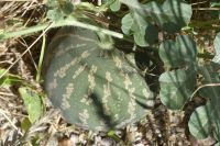wilde Melone