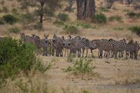 zebras wanderherde