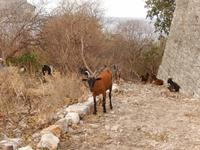 Ziegen begrüßen uns