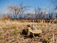 Schildkröte nimmt ein Sonnenbad