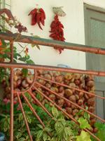 Ernte vom Gemüsegarten