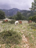 tierische Eindrücke