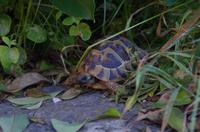 tierische Eindrücke