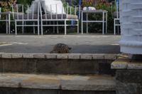 tierische Eindrücke