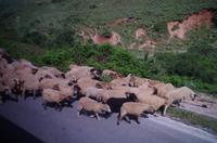 tierische Eindrücke