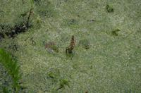 tierische Eindrücke