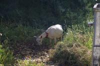 tierische Eindrücke