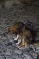 tierische Eindrücke