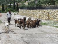 auf dem Weg nach Gjirokastra