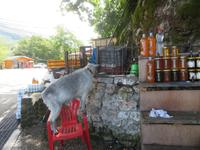 auf dem Weg nach Gjirokastra
