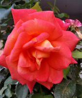 Rose im Garten der Winzer Familie in Permet