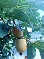 Khaki wächst in Albanien überall 