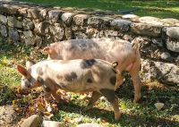 Die Schweine laufen frei herum auf dem Bauernhof mitten im Tal des Vjosa Flusses