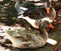 Noch können die Weihnachtsgänse das Leben genießen