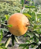 Granatapfelbaum in Permet