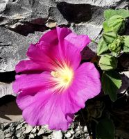 Es blüht am Wegesrand