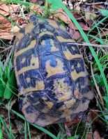 In Butrint treffen wir eine Schildkröte